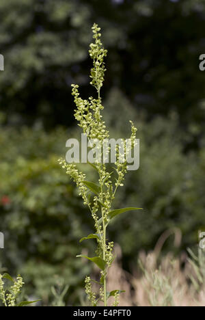 Garten Gartenmelde Atriplex hortensis Stockfoto