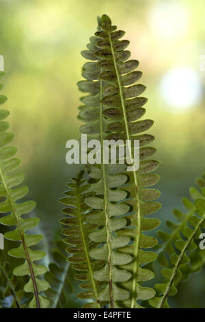 Alpine Wasserfarn, Blechnum Penna-marina Stockfoto