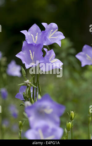 superweichen-blättrige Glockenblume, Campanula persicifolia Stockfoto