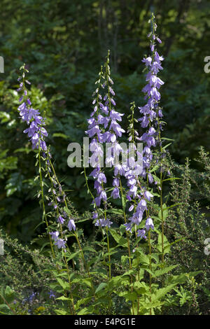 kriechende Glockenblume, Campanula rapunculoides Stockfoto