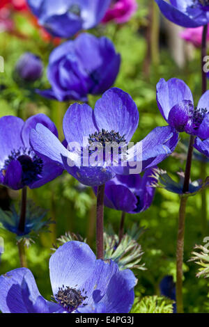 Anemone Coronaria De Caen Gruppe Stockfoto