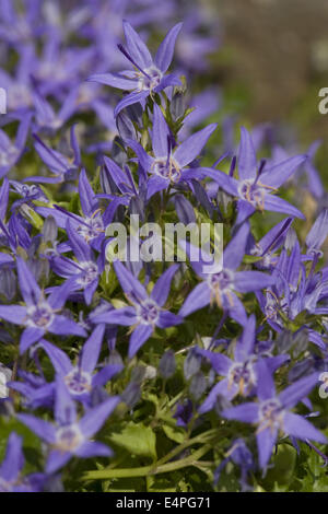 Dalmatiner Glockenblume, Campanula portenschlagiana Stockfoto