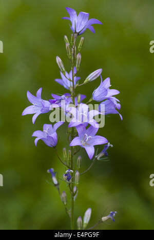 Rapunzeln Glockenblume, Campanula rapunculus Stockfoto