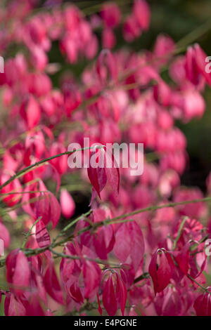 Euonymus Alatus RHS AGM im Herbst Stockfoto