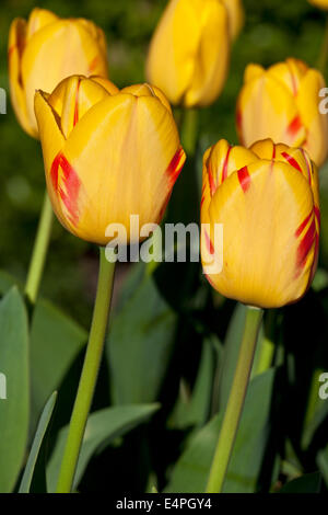 Riesige Darwin Tulpen Tulpe Olympische Flamme Stockfoto