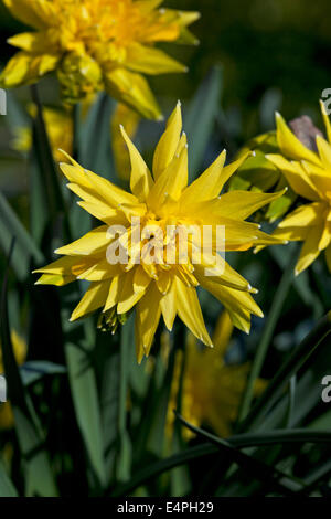 Narcissus "Rip van Winkle" Stockfoto