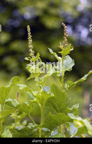 guter König Henry, Chenopodium Bonus-Henricus Stockfoto