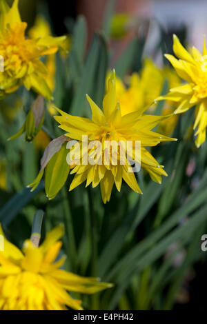 Narcissus "Rip van Winkle" Stockfoto