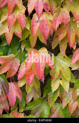 Parthenocissus Tricuspidata - Boston-Efeu Stockfoto