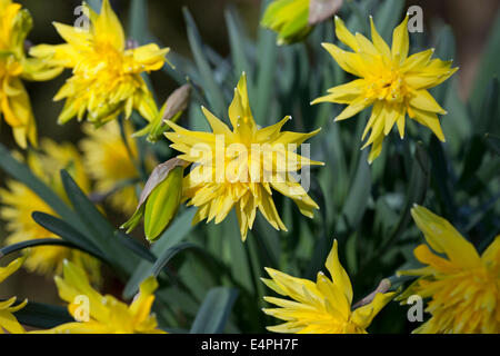 Narcissus "Rip van Winkle" Stockfoto