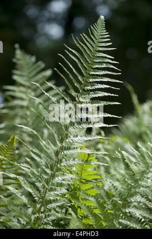 Wurmfarn, Dryopteris Filix-mas Stockfoto