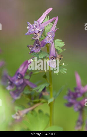 Fumewort, Corydalis solida Stockfoto