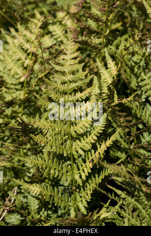 schmale Buckler Farn Dryopteris carthusiana Stockfoto
