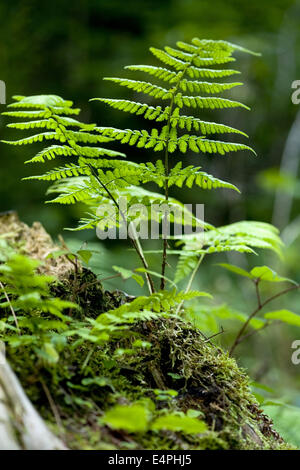 Wurmfarn, Dryopteris Filix-mas Stockfoto