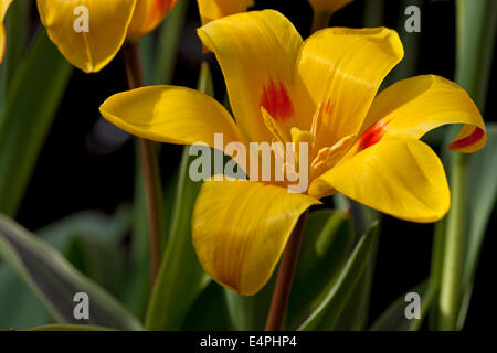 Zwerg Tulip Giuseppi Verdi Stockfoto