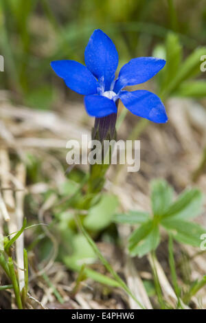 Bayerischer Enzian, Gentiana bavarica Stockfoto