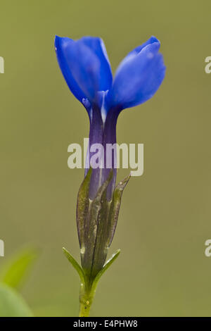 Bayerischer Enzian, Gentiana bavarica Stockfoto