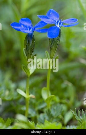 Bayerischer Enzian, Gentiana bavarica Stockfoto