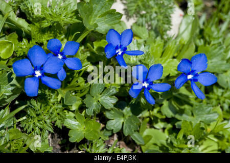 Bayerischer Enzian, Gentiana bavarica Stockfoto