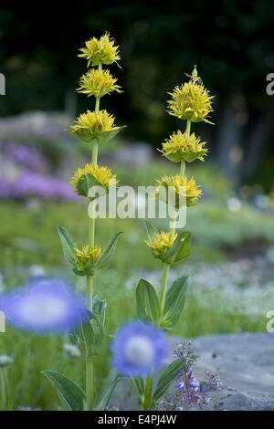 große gelbe Enzian, Gentiana lutea Stockfoto