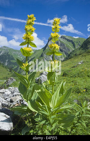 große gelbe Enzian, Gentiana lutea Stockfoto