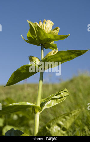 Gefleckter Enzian, Gentiana Trommler Stockfoto