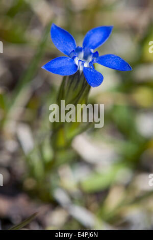 Bayerischer Enzian, Gentiana bavarica Stockfoto