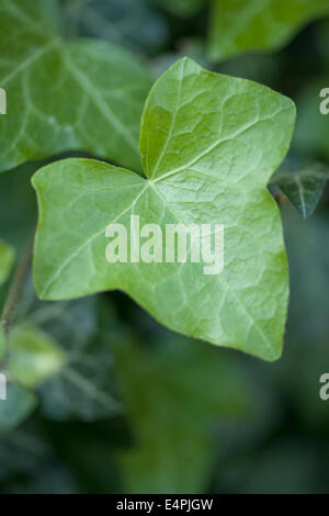 gemeinsamen Efeu, Hedera helix Stockfoto