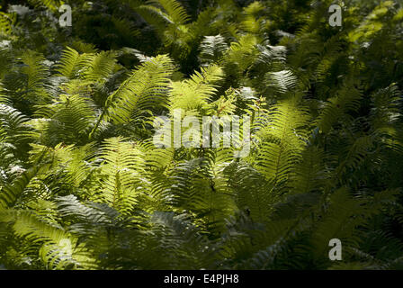 Strauß Farn, Matteuccia struthiopteris Stockfoto