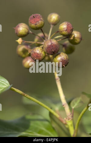 gemeinsamen Efeu, Hedera helix Stockfoto