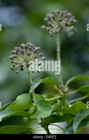gemeinsamen Efeu, Hedera helix Stockfoto