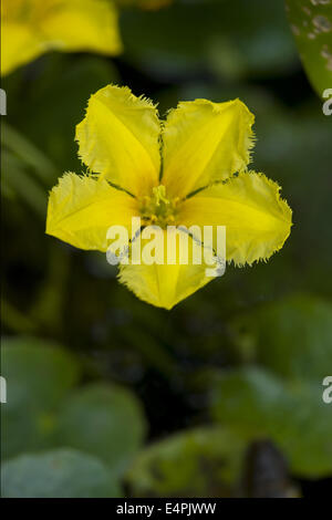 Fransen Seerose, Nymphoides peltata Stockfoto