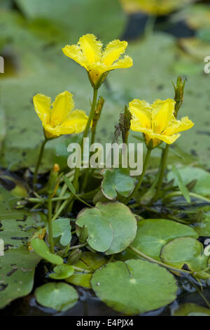 Fransen Seerose, Nymphoides peltata Stockfoto
