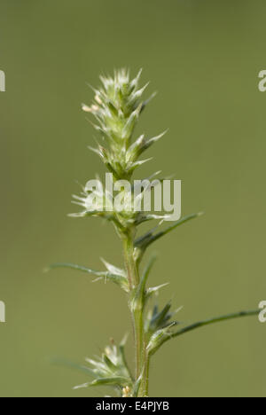 Mönchsbart, Salsola Kali SSP targus Stockfoto