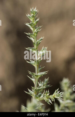 Mönchsbart, Salsola Kali SSP targus Stockfoto