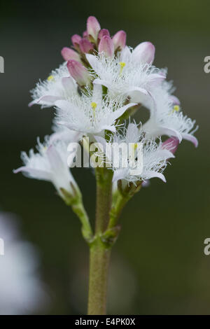 Moor-Bohne, Menyanthes trifoliata Stockfoto