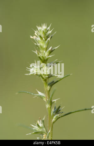 Mönchsbart, Salsola Kali SSP targus Stockfoto