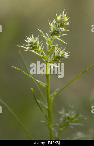 Mönchsbart, Salsola Kali SSP targus Stockfoto