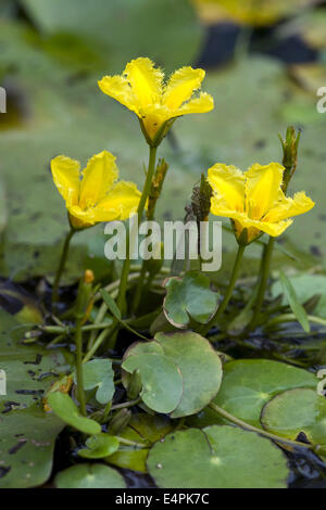 Fransen Seerose, Nymphoides peltata Stockfoto