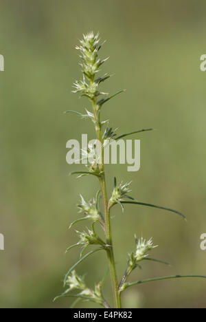 Mönchsbart, Salsola Kali SSP targus Stockfoto