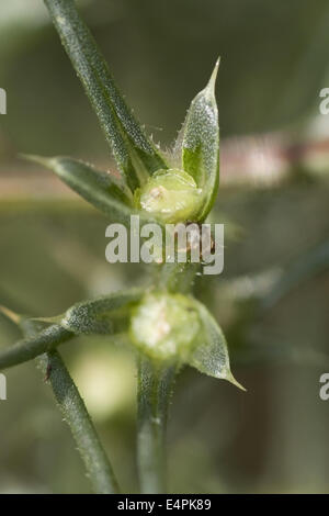 Mönchsbart, Salsola Kali SSP targus Stockfoto