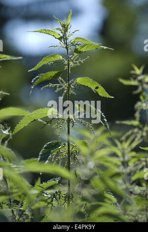 Brennnessel, Urtica dioica Stockfoto