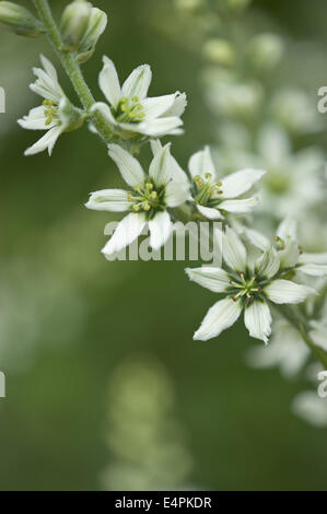 Weiße Nieswurz Veratrum album Stockfoto