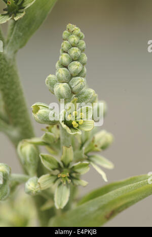 Weiße Nieswurz Veratrum album Stockfoto