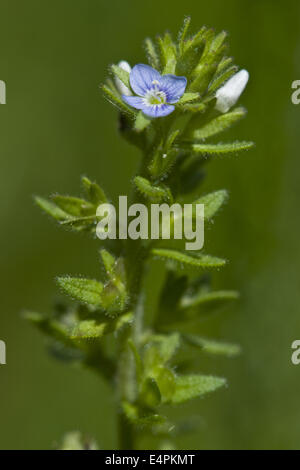 Mais-Ehrenpreis, Veronica arvensis Stockfoto