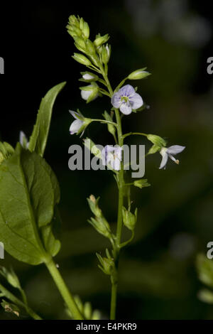 Wasser-Ehrenpreis, Veronica Anagallis-aquatica Stockfoto