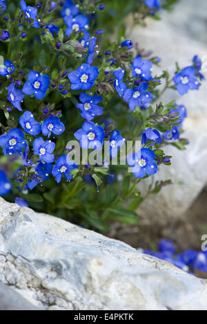 Felsen-Ehrenpreis, Veronica fruticans Stockfoto