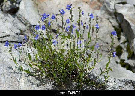 Felsen-Ehrenpreis, Veronica fruticans Stockfoto