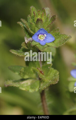 Mais-Ehrenpreis, Veronica arvensis Stockfoto