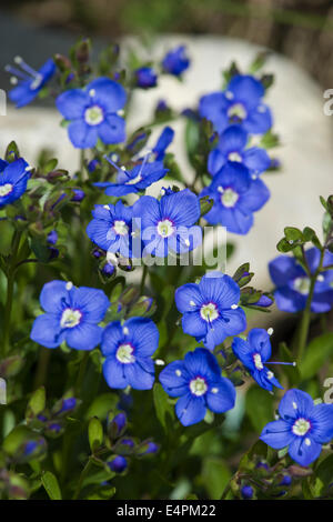 Felsen-Ehrenpreis, Veronica fruticans Stockfoto